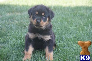 Rottweiler Puppies for Sale